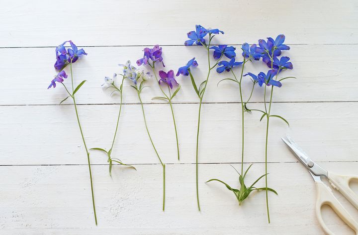 デルフィニウムのアレンジ