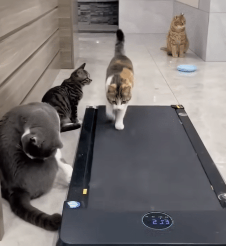 運動する時も息ぴったりな猫さんたち。