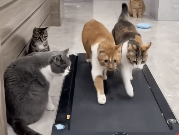 運動する時も息ぴったりな猫さんたち。