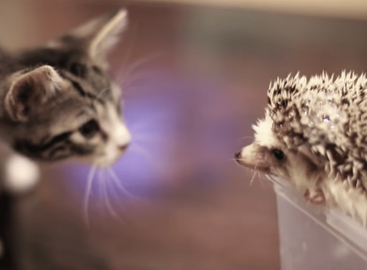 子猫がハリネズミと対面！ 反応がとっても可愛かった！