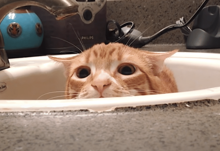 シンクからそーっと、飼い主さんを観察する猫。