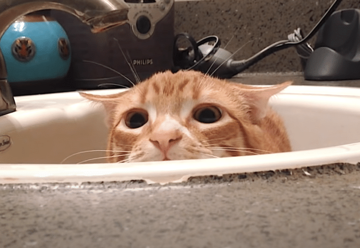 シンクからそーっと、飼い主さんを観察する猫。