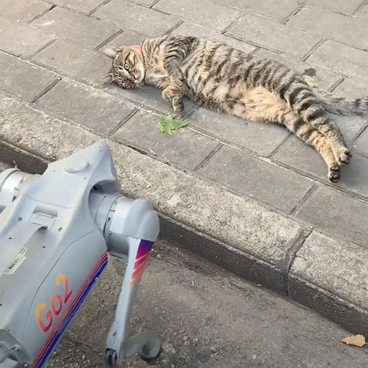 四足の歩行ロボに対峙した猫、なぜか寝転び後脚伸ばす