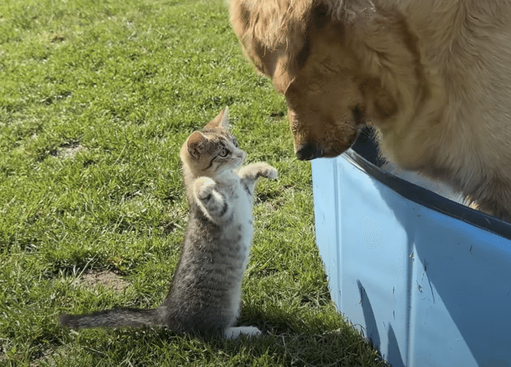 犬さんのことをモフモフしたい子猫、耳もシッポも触っていい？