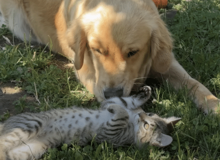 犬さんのことをモフモフしたい子猫、耳もシッポも触っていい？