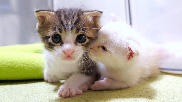 仲良しな子猫達