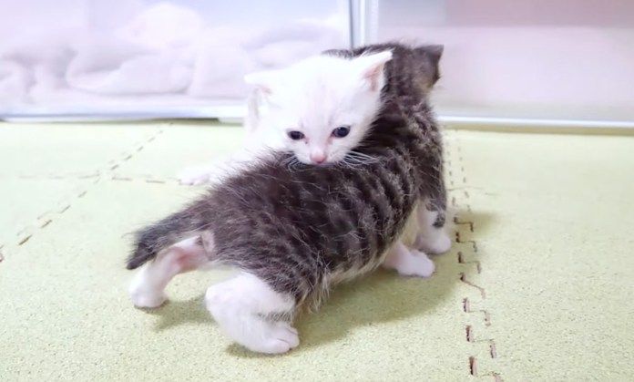 いつも一緒の子猫達