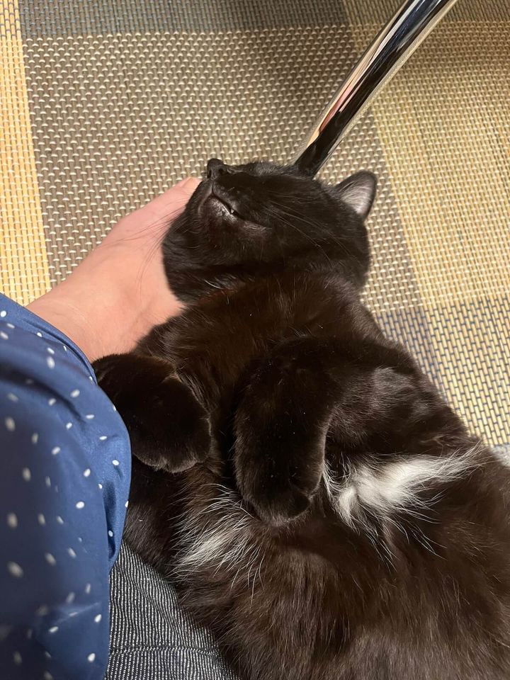 飼い主さんの足の甲を枕にして寝るナッツ君