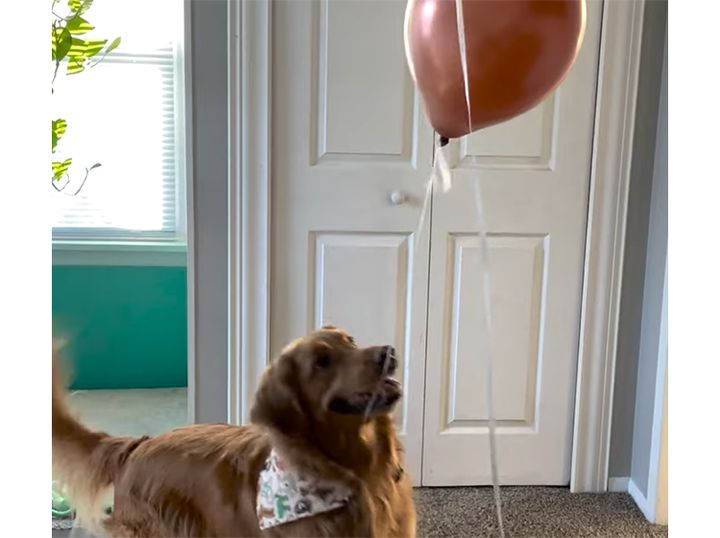 風船捕まえられるかな〜？ 犬さんのスーパージャンプ！