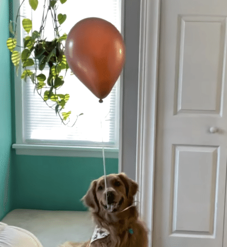 風船捕まえられるかな〜？ 犬さんのスーパージャンプ！
