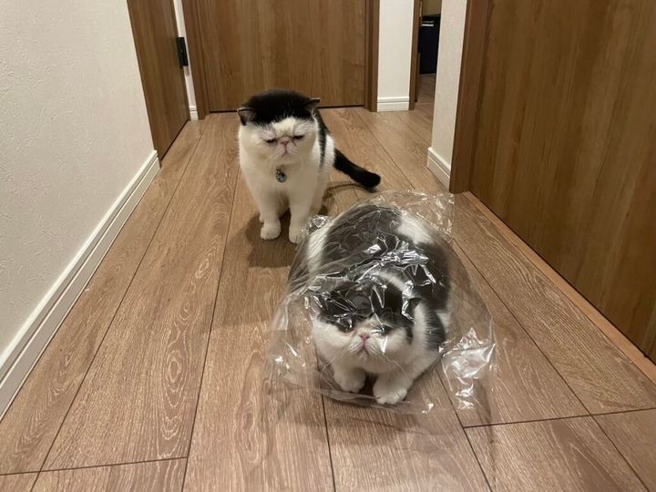 おちょこ「ちろり、何してるの？」 ちろり「カシャカシャする袋に入ってるの。なんか面白いよ、おとうちゃん」