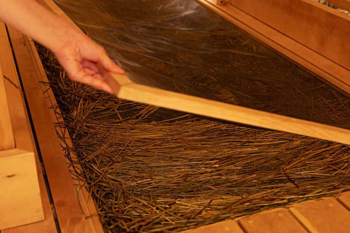 伊豆半島南西端、・牛原山麓の伊那下神社で育った石菖を使用