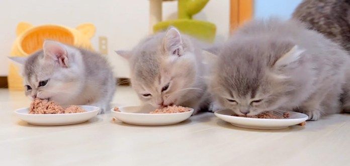 ご飯を食べる子猫達