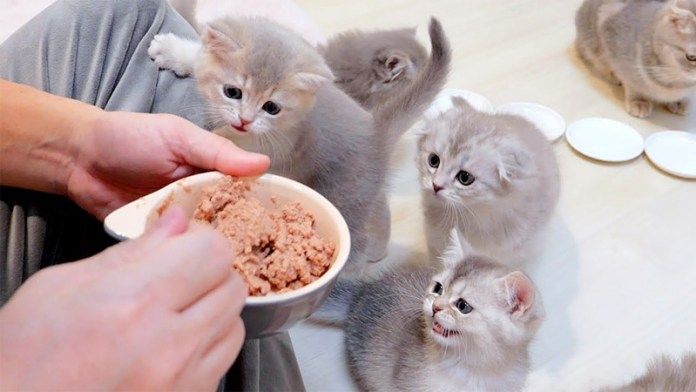ご飯が食べたい子猫達