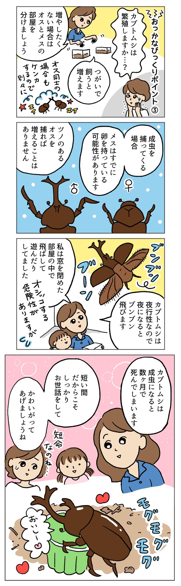 意外とハードルが低い!?「キング・オブ・虫」カブトムシの飼育【マンガでわかる！ おっかなびっくり飼育】の画像4