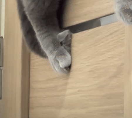 落ちないでね？ くつろいでいるだけで面白い猫さん。