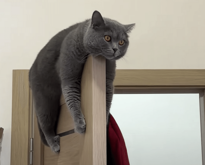 落ちないでね？ くつろいでいるだけで面白い猫さん。