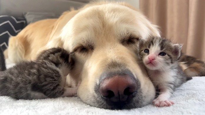 犬にくっつく子猫達