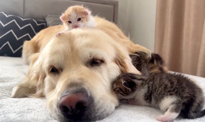 犬にくっつく子猫達