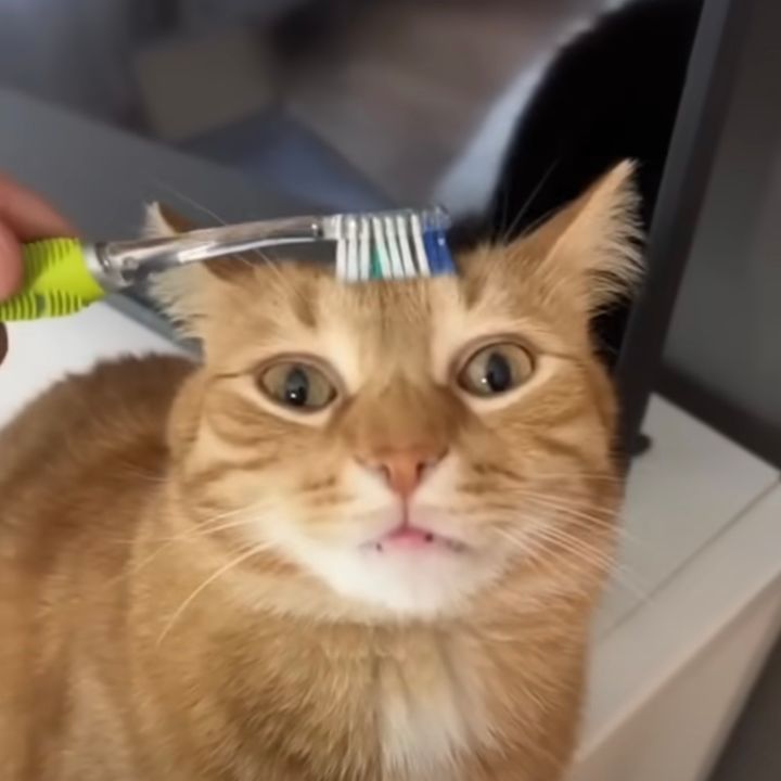 母猫の毛づくろいを思い出した猫、歯ブラシによるマッサージで