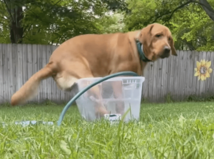 ちょっと無理がある！狭い箱にギュゥ〜ッ。水浴びをしたいワンコ。