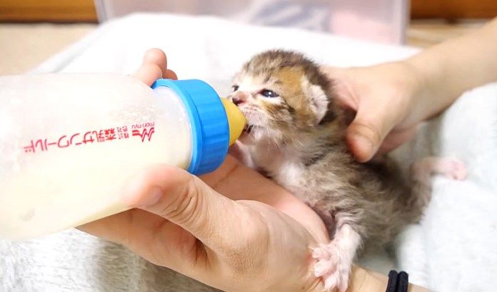 ミルクを飲む子猫