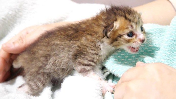 ミルクをおねだりする子猫