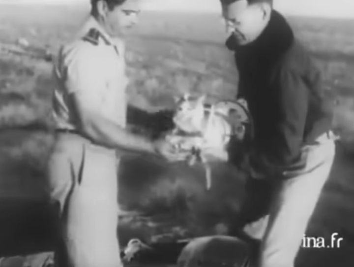 帰還後に無事回収されたフェリセット