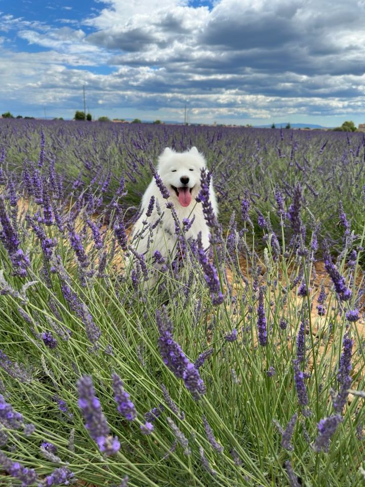 ラベンダー薫る風に乗って、南仏を周る旅【夢見るパリ】