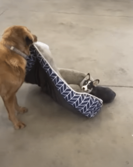 「降りてよ〜！」なんでも遊びにしちゃう子犬に、困惑するデカワンコ。