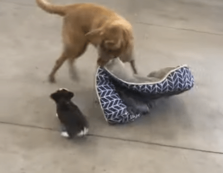 「降りてよ〜！」なんでも遊びにしちゃう子犬に、困惑するデカワンコ。