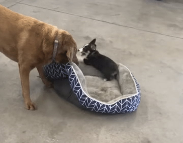 「降りてよ〜！」なんでも遊びにしちゃう子犬に、困惑するデカワンコ。