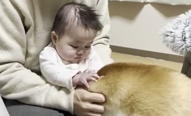 １週間ぶりに再会した赤ちゃんと柴犬のあふれる愛がかわいすぎる！