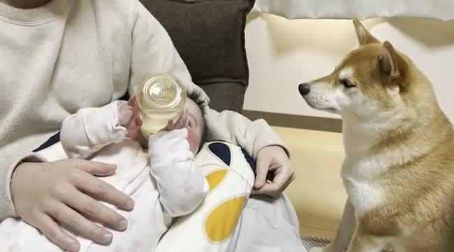１週間ぶりに再会した赤ちゃんと柴犬のあふれる愛がかわいすぎる！