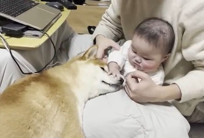 １週間ぶりに再会した赤ちゃんと柴犬のあふれる愛がかわいすぎる！