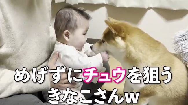 １週間ぶりに再会した赤ちゃんと柴犬のあふれる愛がかわいすぎる！