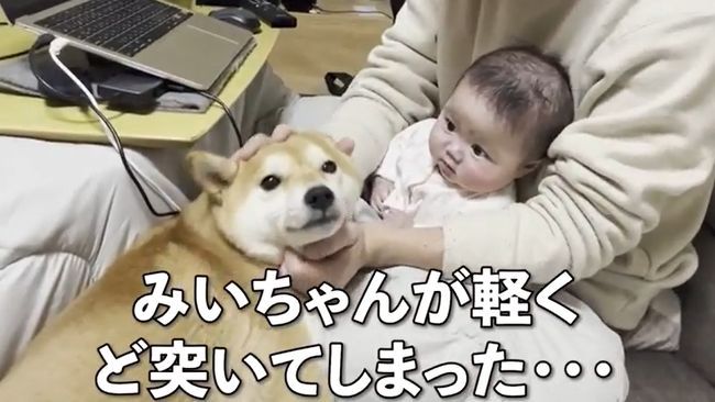 １週間ぶりに再会した赤ちゃんと柴犬のあふれる愛がかわいすぎる！