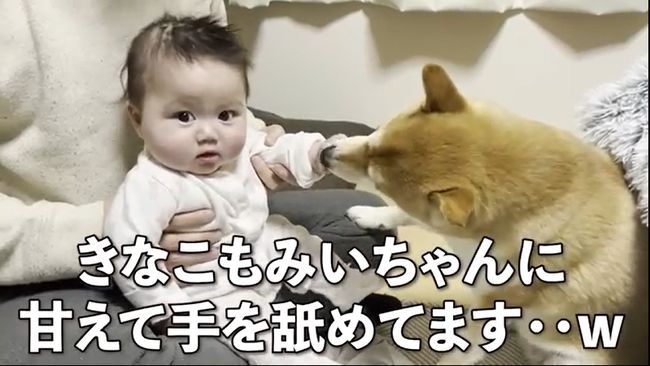 １週間ぶりに再会した赤ちゃんと柴犬のあふれる愛がかわいすぎる！