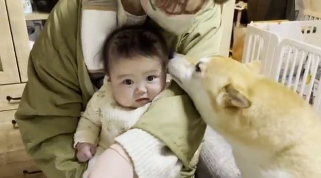 １週間ぶりに再会した赤ちゃんと柴犬のあふれる愛がかわいすぎる！