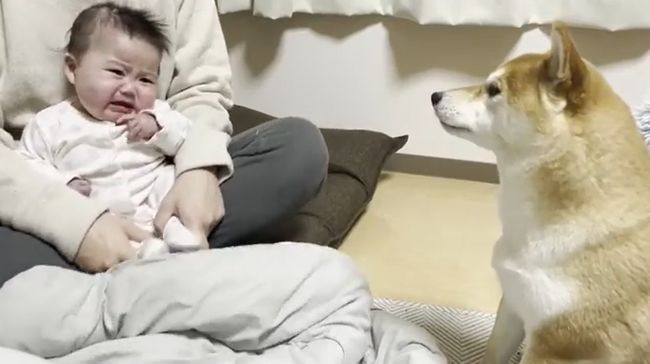 １週間ぶりに再会した赤ちゃんと柴犬のあふれる愛がかわいすぎる！