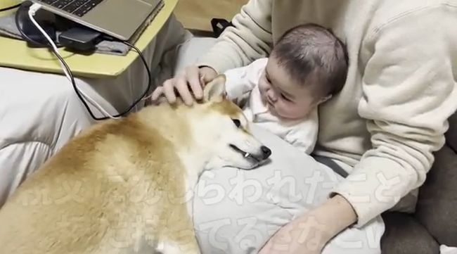 １週間ぶりに再会した赤ちゃんと柴犬のあふれる愛がかわいすぎる！