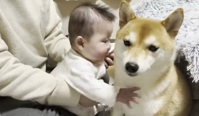 １週間ぶりに再会した赤ちゃんと柴犬のあふれる愛がかわいすぎる！