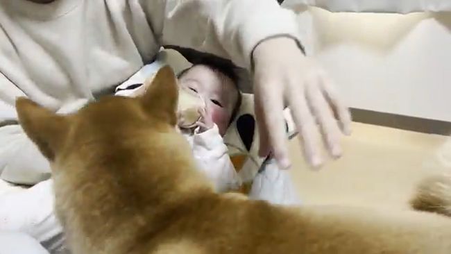 １週間ぶりに再会した赤ちゃんと柴犬のあふれる愛がかわいすぎる！