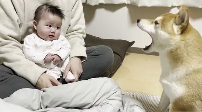 １週間ぶりに再会した赤ちゃんと柴犬のあふれる愛がかわいすぎる！