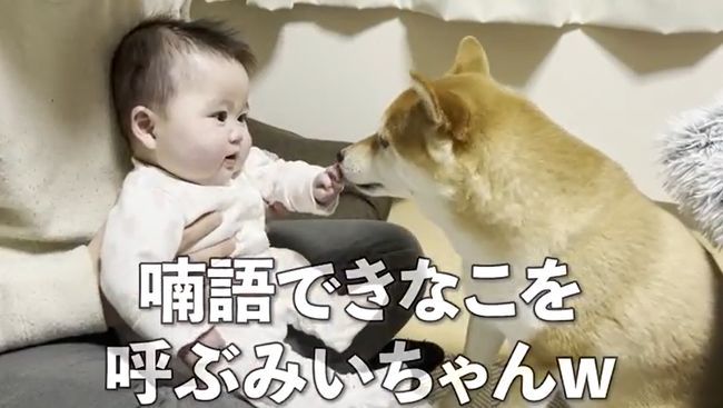 １週間ぶりに再会した赤ちゃんと柴犬のあふれる愛がかわいすぎる！