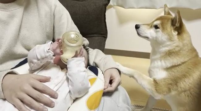 １週間ぶりに再会した赤ちゃんと柴犬のあふれる愛がかわいすぎる！