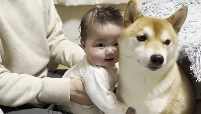 １週間ぶりに再会した赤ちゃんと柴犬のあふれる愛がかわいすぎる！