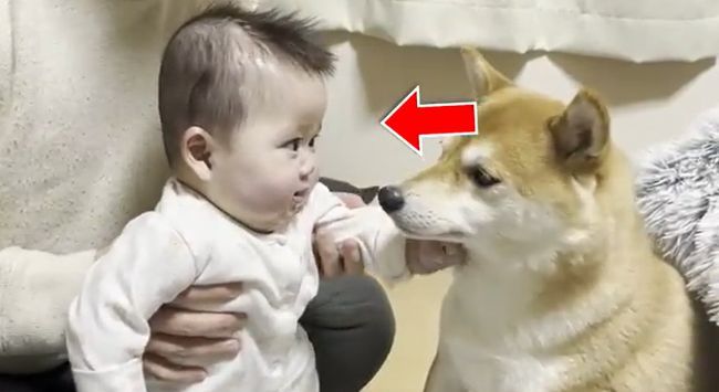 １週間ぶりに再会した赤ちゃんと柴犬のあふれる愛がかわいすぎる！