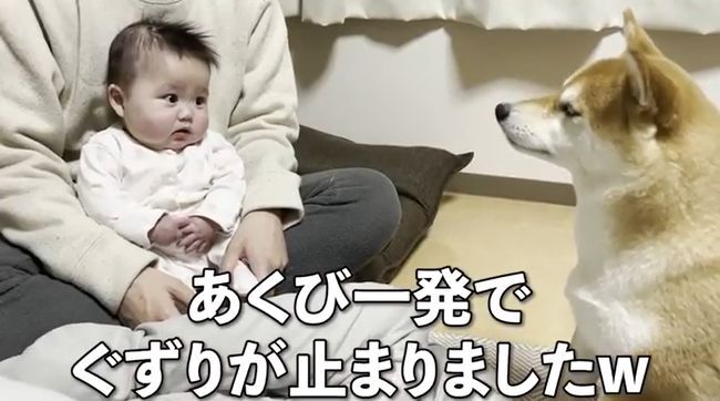 １週間ぶりに再会した赤ちゃんと柴犬のあふれる愛がかわいすぎる！