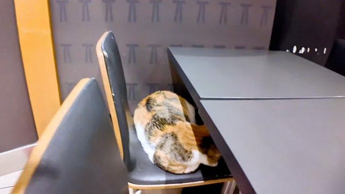 ケンタッキーにいた猫